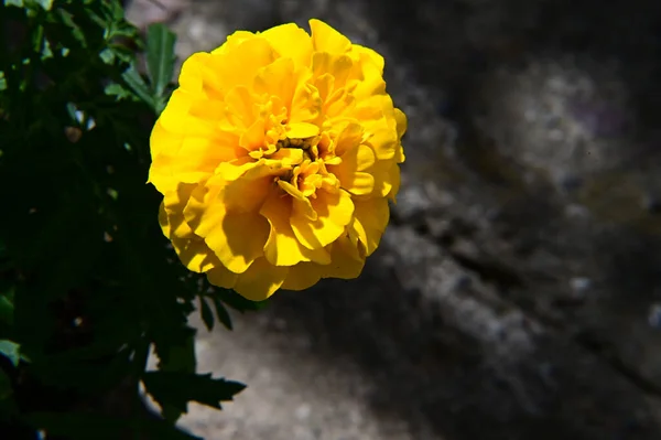 Belas Flores Crescendo Jardim Verão Dia Ensolarado — Fotografia de Stock