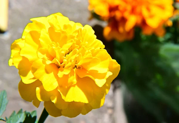 Beautiful Flowers Growing Garden Summer Sunny Day — Stock Photo, Image