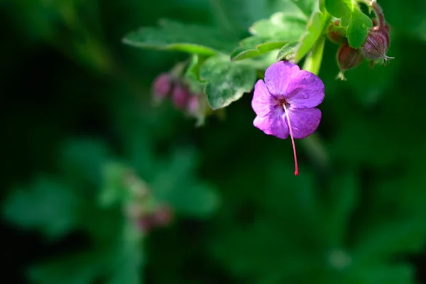 夏日阳光明媚的花园里 盛开着美丽的花朵 — 图库照片