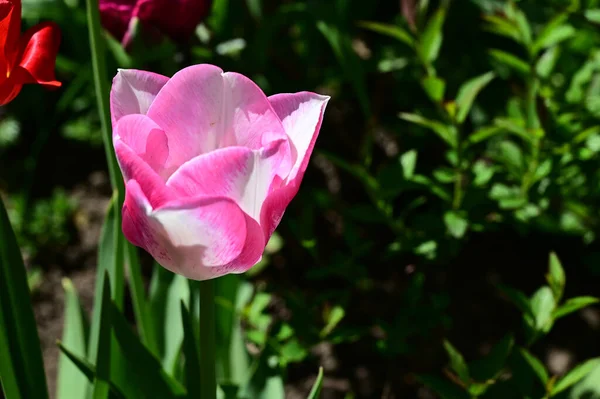 Bela Flor Tulipa Crescendo Jardim Dia Ensolarado Verão — Fotografia de Stock