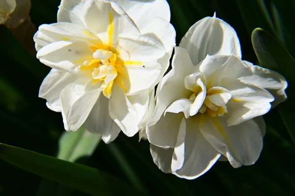 Hermosas Flores Que Crecen Jardín Verano Día Soleado —  Fotos de Stock