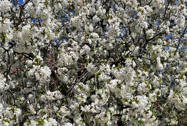 Melo Con Bellissimi Fiori Bianchi Primo Piano Concetto Primaverile — Foto Stock