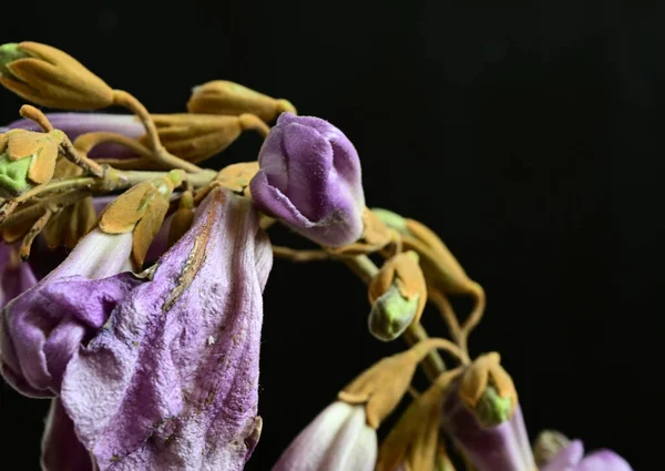 Flores Bonitas Fundo Escuro Conceito Verão Vista Próxima — Fotografia de Stock