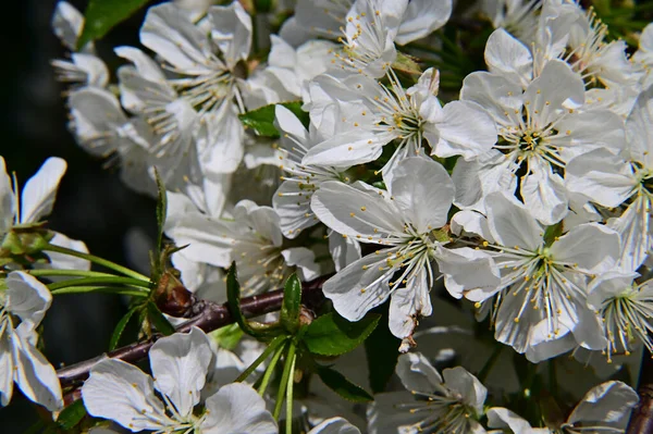 Apfelbaum Mit Weißen Schönen Blüten Nahaufnahme Frühlingskonzept — Stockfoto