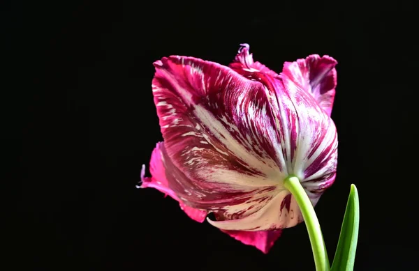 Krásný Tulipán Tmavém Pozadí Letní Koncept Zblízka — Stock fotografie