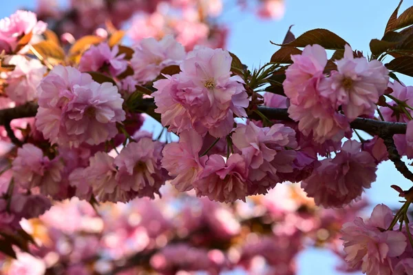 Δέντρο Sakura Όμορφα Λουλούδια Κοντινό Πλάνο Ανοιξιάτικη Ιδέα — Φωτογραφία Αρχείου