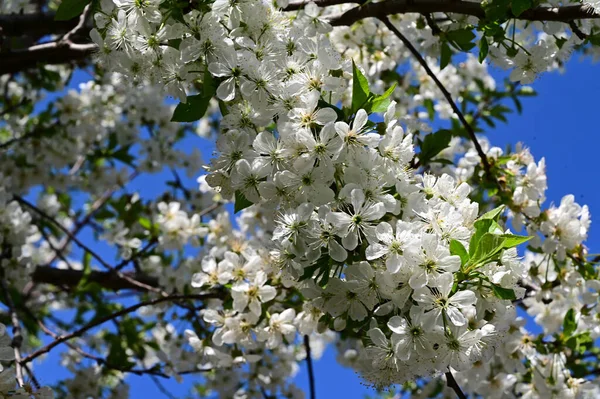 苹果树分枝 开白色美丽的花朵 春天概念 — 图库照片