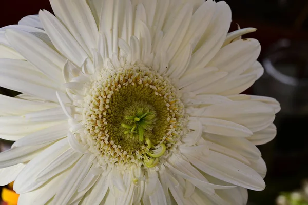 Piękny Gerbera Kwiat Ciemnym Tle Koncepcja Lato Widok Bliska — Zdjęcie stockowe