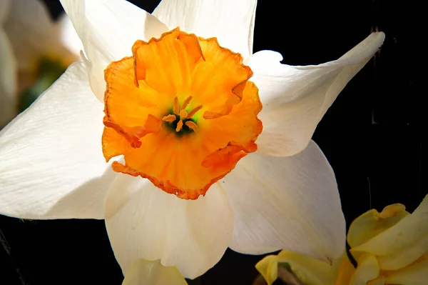 Zbliżenie Ujęcie Pięknych Kwiatów — Zdjęcie stockowe