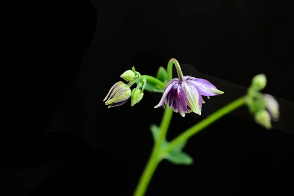 Belles Fleurs Poussant Dans Jardin Journée Ensoleillée Été — Photo