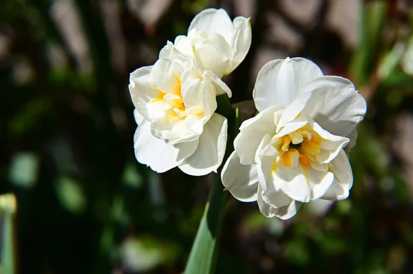 Gros Plan Une Belle Fleur — Photo