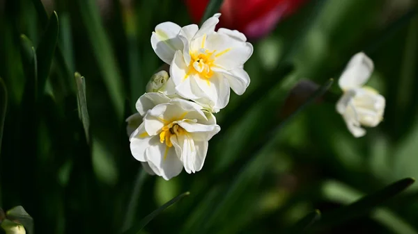 Eine Nahaufnahme Einer Schönen Blume — Stockfoto