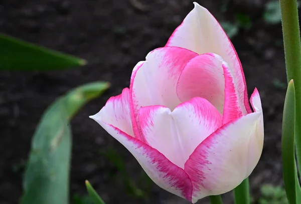Красивый Цветок Тюльпана Растет Саду Летний Солнечный День — стоковое фото