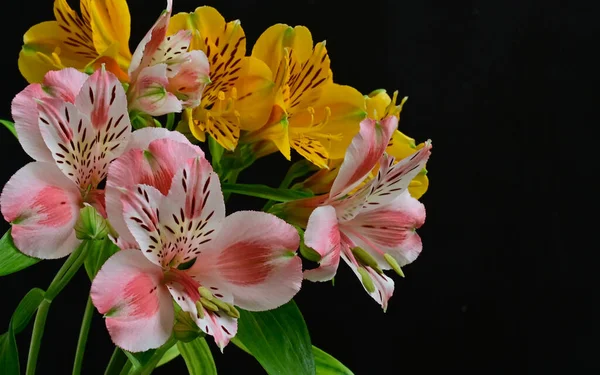 Flores Bonitas Fundo Escuro Conceito Verão Vista Próxima — Fotografia de Stock