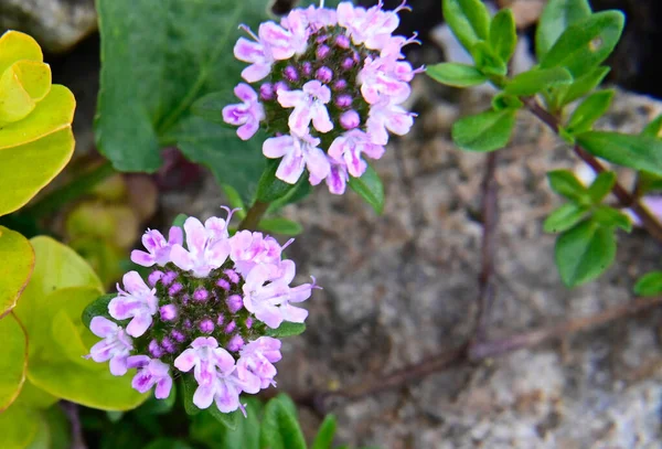 Mooie Bloemen Groeien Tuin Zomer Zonnige Dag — Stockfoto