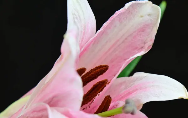 Flores Bonitas Fundo Escuro Conceito Verão Vista Próxima — Fotografia de Stock