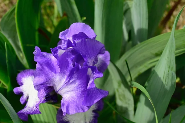 Hermosas Flores Que Crecen Jardín Verano Día Soleado — Foto de Stock