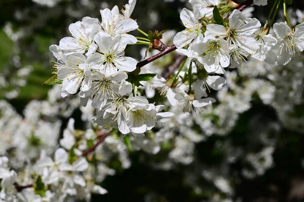 Äppelträd Med Vita Vackra Blommor Närbild Vårkoncept — Stockfoto