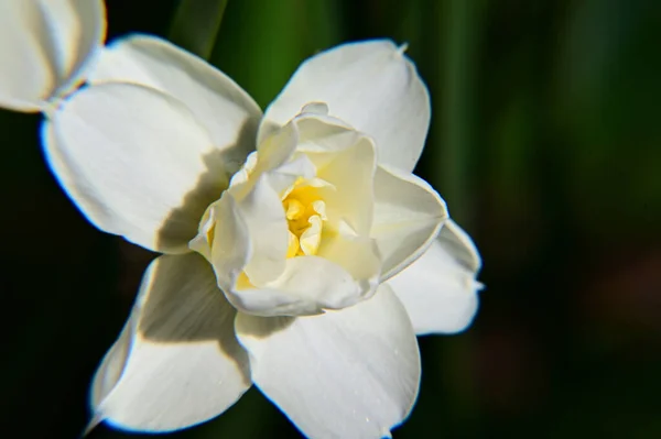 Крупным Планом Снимок Красивого Цветка — стоковое фото