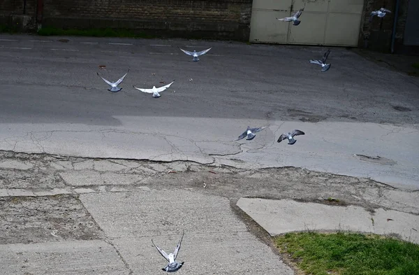 Pigeons Gris Survolant Rue Ville Par Temps Ensoleillé Vue Près — Photo