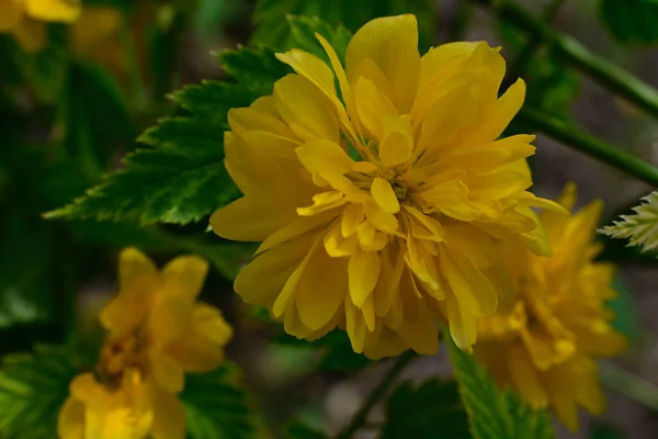 Hermosas Flores Que Crecen Jardín Verano Día Soleado — Foto de Stock