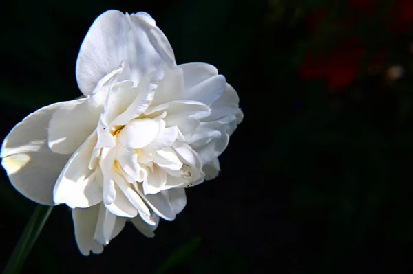 Beautiful Flowers Dark Background Summer Concept Close View — Stock Photo, Image