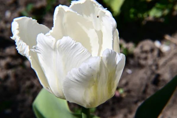 Belle Fleur Tulipe Poussant Dans Jardin Journée Ensoleillée Été — Photo