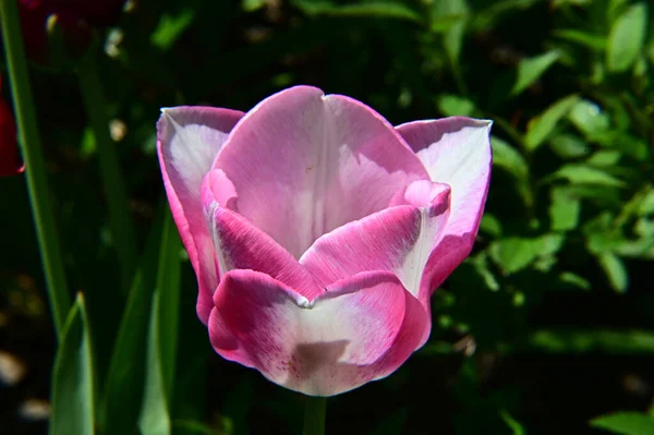 夏の晴れた日に庭で育つ美しいチューリップの花 — ストック写真