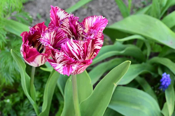Gyönyörű Tulipán Virágok Nőnek Kertben Nyáron Napsütéses Nap — Stock Fotó