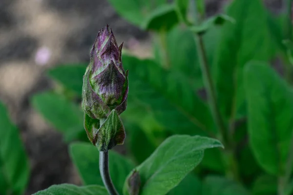 Close Folhas Plantas Verdes Jardim — Fotografia de Stock