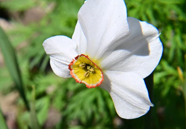 Close Shot Beautiful Flowers — Stock Photo, Image