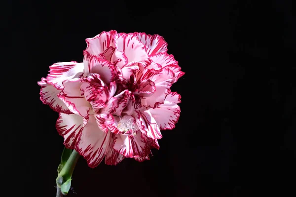 Hermosas Flores Sobre Fondo Oscuro Concepto Verano Vista Cercana — Foto de Stock