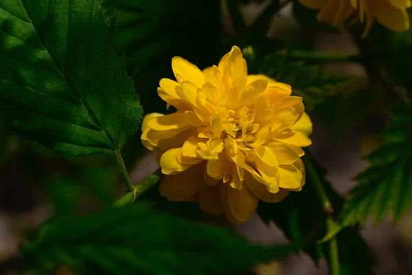 Bellissimi Fiori Che Crescono Giardino Estate Giornata Sole — Foto Stock