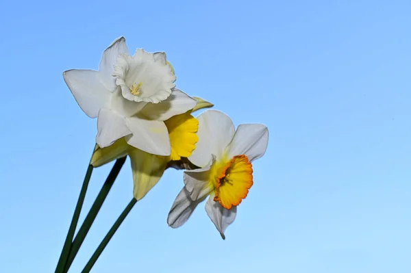 Krásné Narcisy Pozadí Oblohy Letní Koncept Zblízka — Stock fotografie