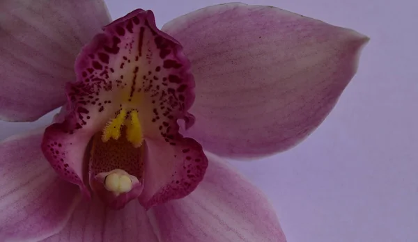 Bellissimo Fiore Orchidea Sfondo Chiaro Concetto Estivo Vista Vicino — Foto Stock