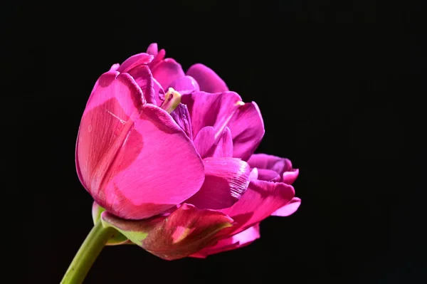 Schöne Tulpe Auf Dunklem Hintergrund Sommerkonzept Nahsicht — Stockfoto