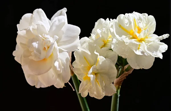 Bellissimi Fiori Sfondo Scuro Concetto Estivo Vista Vicino — Foto Stock