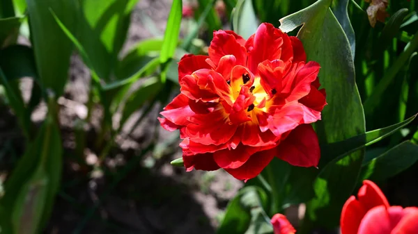 Belle Fleur Tulipe Poussant Dans Jardin Journée Ensoleillée Été — Photo