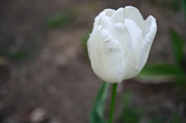 Beautiful Tulip Flower Growing Garden Summer Sunny Day — Stock Photo, Image