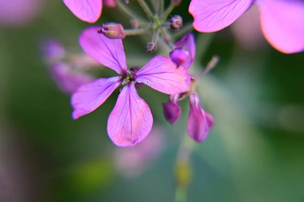 Belas Flores Crescendo Jardim Verão Dia Ensolarado — Fotografia de Stock