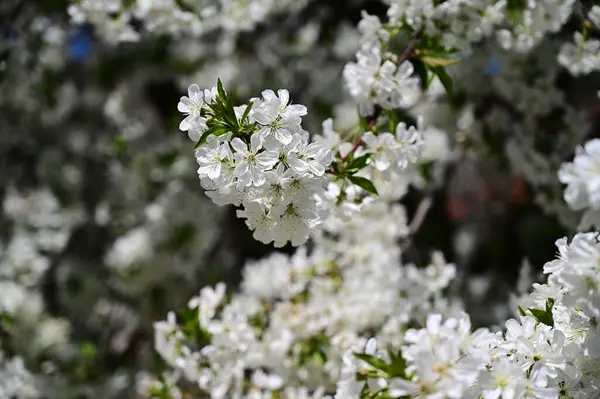 有白色美丽花朵的苹果树 春天概念 — 图库照片
