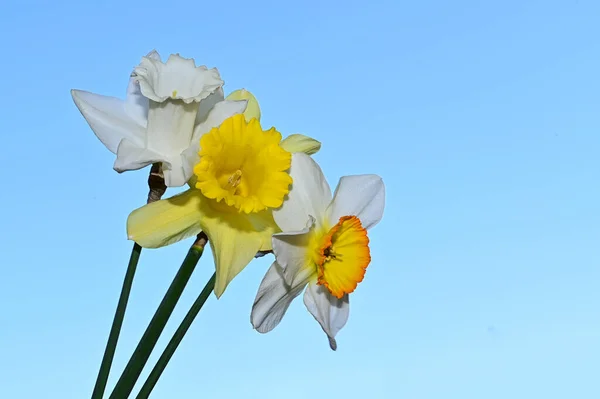 Beautiful Daffodils Sky Background Summer Concept Close View — Stock Photo, Image