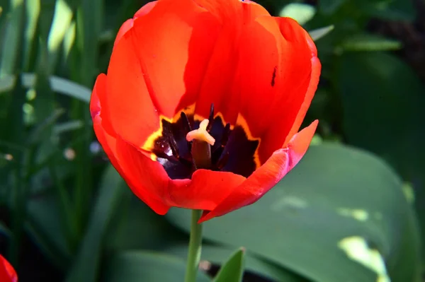 Bela Flor Tulipa Crescendo Jardim Dia Ensolarado Verão — Fotografia de Stock