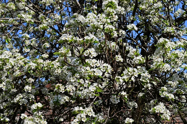 Árvore Maçã Com Flores Brancas Bonitas Close Conceito Primavera — Fotografia de Stock
