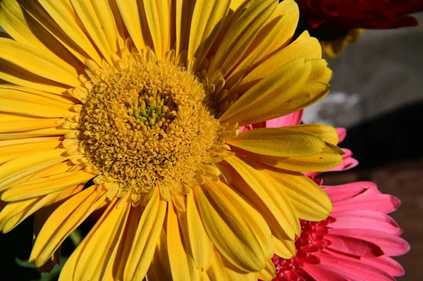 Koyu Arkaplanda Güzel Gerbera Çiçekleri Yaz Konsepti Yakın Görüş — Stok fotoğraf