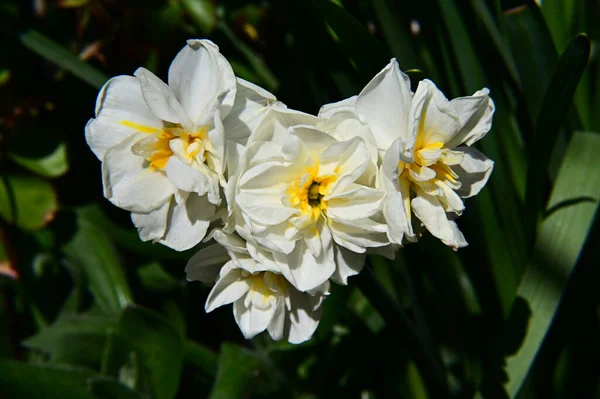 Bellissimi Fiori Che Crescono Giardino Estate Giornata Sole — Foto Stock