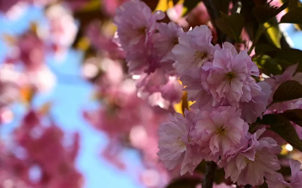 Δέντρο Sakura Όμορφα Λουλούδια Κοντινό Πλάνο Ανοιξιάτικη Ιδέα — Φωτογραφία Αρχείου
