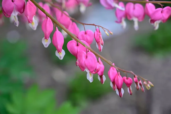 Vackra Blommor Xer Trã Dgã Rden Sommaren Solig Dag — Stockfoto