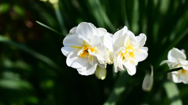 美しい花のクローズアップがあります — ストック写真