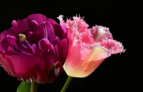 Beautiful Tulips Dark Background Summer Concept Close View — Stock Photo, Image